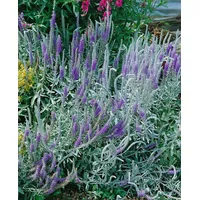 Pflanzen Für Dich Veronica spicata ssp. incana, Ehrenpreis, ca.