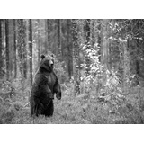 Papermoon Fototapete »Bär im Wald Schwarz & Weiß«, Vliestapete, hochwertiger Digitaldruck, inklusive Kleister