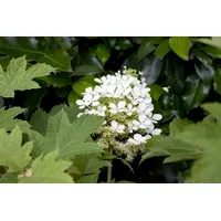 Pflanzen Für Dich Hydrangea quercifolia Eichenblatthortensie 80–100