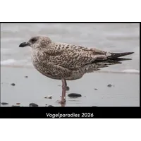 Vero Kalender Vogelparadies 2026 Fotokalender DIN A3 von Tobias