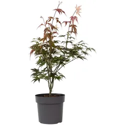 Plant in a Box Japanischer Ahorn Baum - Acer palmatum Atropurpureum Höhe 60-70cm