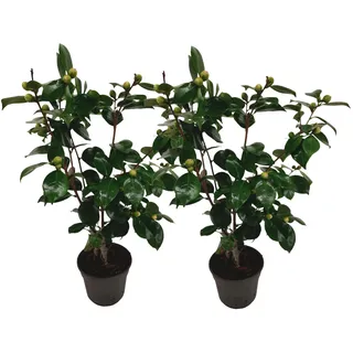 Plant in a Box - Camellia japonica 'Bonomiana' - Höhe 50-60cm