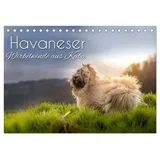 Calvendo Havaneser - Wirbelwinde aus Kuba (Tischkalender 2026 DIN A5 quer), CALVENDO Monatskalender: Mit den süßen Havis durchs Jahr (CALVENDO Tiere)