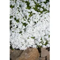 Pflanzen Für Dich Phlox douglasii 'White Admiral', Teppichphlox, ca.