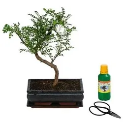 Bonsai Szechuan-Pfeffer - Zanthoxyllum piperitum, Anfänger-Set, Grün