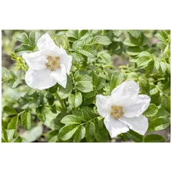 Rosa rugosa 'Alba', Kartoffelrose, weiß, 40–60 cm