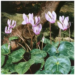 Cyclamen purpurascens, Alpenveilchen, purpurrosa, ca. 9x9 cm Topf