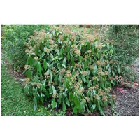 Pflanzen Für Dich Hedera colchica, Persischer Efeu, 60–100 cm