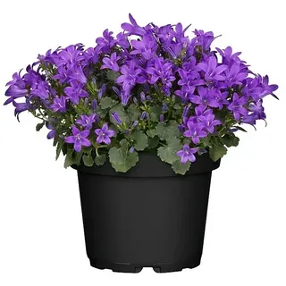 Piardino Polsterglockenblume  (Campanula portenschlagiana Get Mee, Topfgröße: 11 cm, Blütenfarbe: Blau)