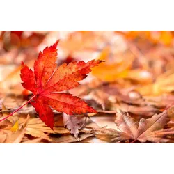 Fototapete PAPERMOON "HERBST-BLÄTTER-AHORN MAKRO ABSTRAKT KUNST WIESE TEXTUR", bunt, B:5,00m L:2,80m, Vlies, Tapeten