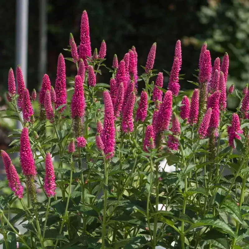 Langblättrige Ehrenpreis – Veronica longifolia 'First Love'
