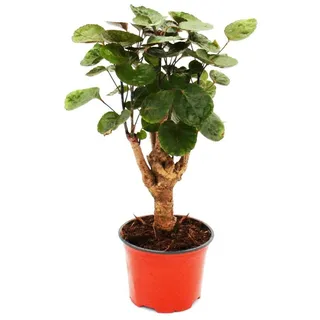 EXOTENHERZ Glänzende Fiederaralie Polyscias scutellaria Fabian pflegeleichte Zimmerpflanze 12cm Topf