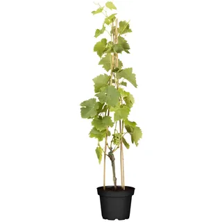Pflanzen Für Dich Vitis vinifera 'Lakemont', Weinrebe, kernlos, 80–100 cm