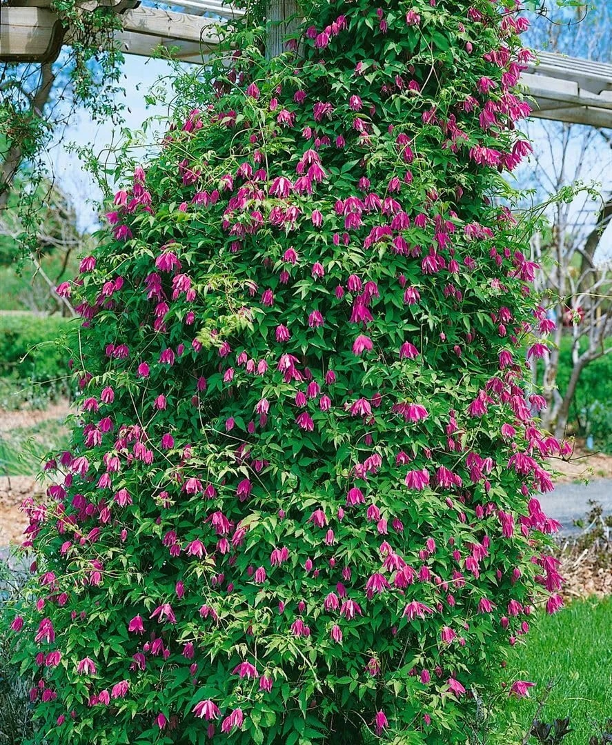 Clematis alpina 'Constance' - Winterharte Kletterpflanze, 2L RoCo, 60-100cm, Blaue Blüten, Garten & Balkon