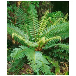Polystichum braunii, Brauns Schildfarn, ca. 9x9 cm Topf