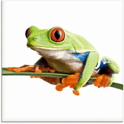 Glasbild ARTLAND "Frosch auf einem Blatt", weiß (farbe bild(er): weiß), B:20cm H:20cm, Bilder, in verschiedenen Größen