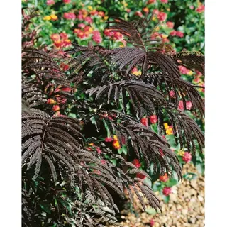Pflanzen Für Dich Albizia julibrissin Eveys Pride 200–250 cm