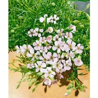 Pflanzen Für Dich Saponaria x olivana, Seifenkraut, rosa Blüten,