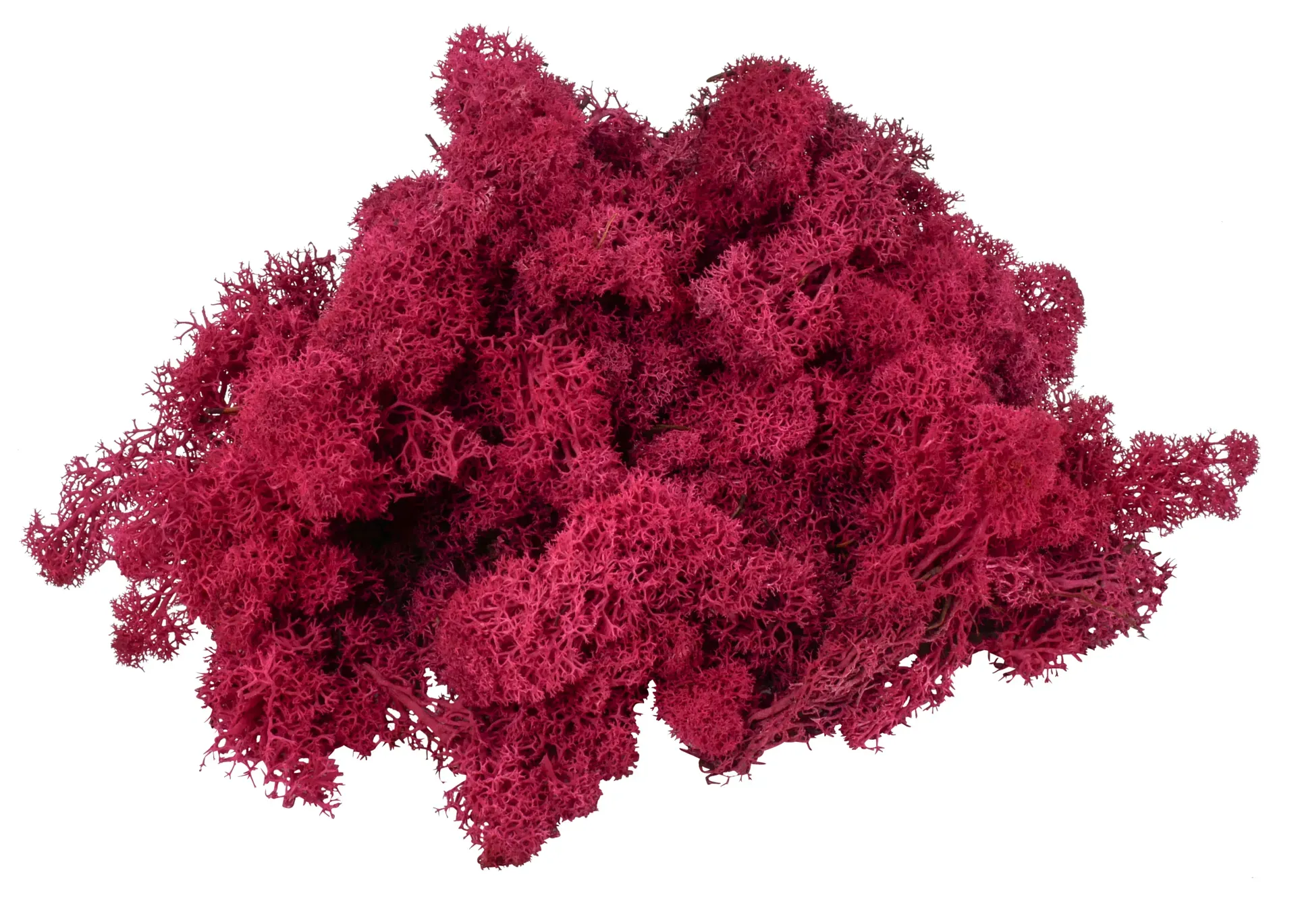 Rentier Moos 1kg Premium fuchsia