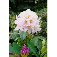 Pflanzen Für Dich Rhododendron Hybr. 'Eskimo', weiß, 40–50 cm