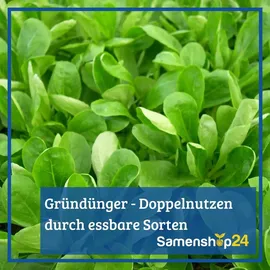 Kiepenkerl Gründünger Futter-zichorie Spadona Vorteilspackung für ca. 1000 Pflanzen