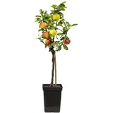 Plant in a Box - Apfelbaum mit 3 Apfelsorten in einem Baum Höhe 60-70 cm - Topf 17cm