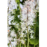 Pflanzen Für Dich Tiarella cordifolia, Schaumblüte, ca. 9x9 cm