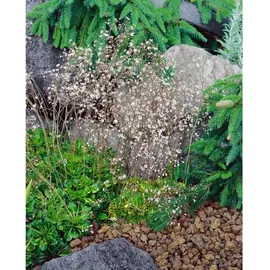 Pflanzen Für Dich Saxifraga x urbium Variegata