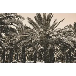 Fototapete PAPERMOON "PLANTAGE-PALMEN TEXTUR MUSTER ILLUSION WAND DEKOR XXL", bunt, B:5,00m L:2,80m, Vlies, Tapeten