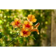 PlantaPro Campsis radicans 'Indian Summer' 40–60 cm – Winterhart, Mehrjährig, Pflegeleicht – Trompetenblume – Kletterpflanze für Pergola & Rankhilfe