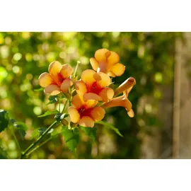 PlantaPro Campsis radicans 'Indian Summer' 40–60 cm – Winterhart, Mehrjährig, Pflegeleicht – Trompetenblume – Kletterpflanze für Pergola & Rankhilfe