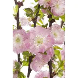 PlantaPro Zierstrauch Prunus triloba