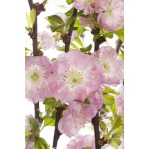 PlantaPro Zierstrauch Prunus triloba