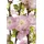 PlantaPro Zierstrauch Prunus triloba