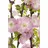 PlantaPro Zierstrauch Prunus triloba