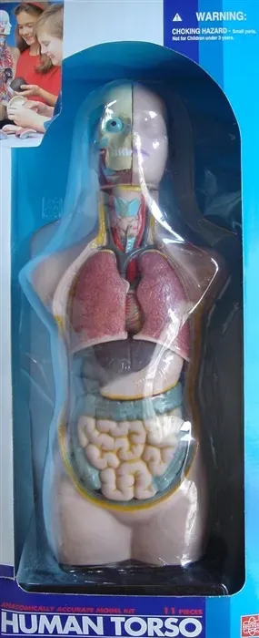 Anatomie-Torso-Modell für Kinder 50 cm zerlegbar PVC mehrfarbig – 11 Organteile, handbemalt, realistisches Lernspielzeug