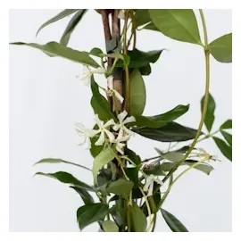 Plant in a Box - Trachelospermum jasminoides 2er set Höhe 110-120cm