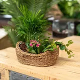 DARO DEKO Seegras Korb Schale Natur 24 x 16 x 8cm mit Einsatz Blumentopf geflochten Aufbewahrungskorb Übertopf Blumenkorb