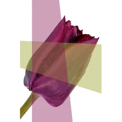 Acrylglasbild QUEENCE "Blume", grün, T:2,4cm, Bilder, Fine Art-Print in Galeriequalität