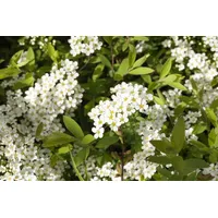 Pflanzen-für-dich.de Spiraea cinerea 'Grefsheim' p 9