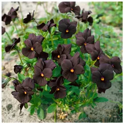 Viola cornuta 'Molly Sanderson', Hornveilchen, schwarzviolett, ca. 9x9 cm Topf