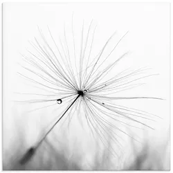 Glasbild ARTLAND "Pusteblume Schirmchen", schwarz (farbe bild(er): schwarz), B:40cm H:40cm, Bilder, in verschiedenen Größen