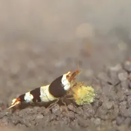 JBL PRONOVO Shrimps Grano S 250 ml