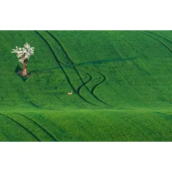 Fototapete PAPERMOON "Feld mit Baum", bunt, B:4,00m L:2,60m, Vlies, Tapeten