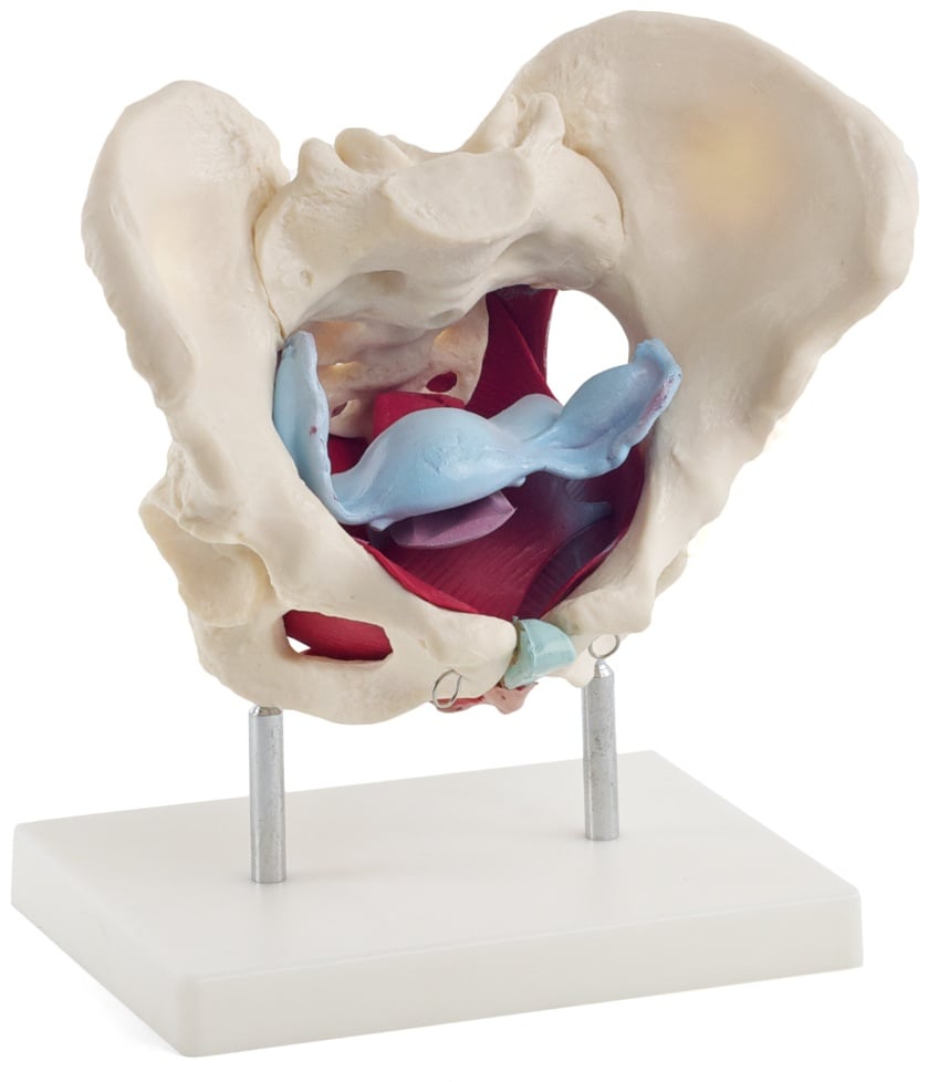 Anatomisches Beckenmodell Beckenbodenmuskeln HeineScientific