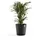 Ecopots Amsterdam Ø 50 x 44 cm dunkelgrau
