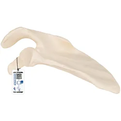 Schulterblatt Modell - 3B Smart Anatomy