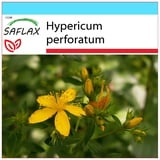 Saflax Geschenk Set - Hypericum perforatum - 300 Samen - Mit Geschenkbox, Versandaufkleber, Geschenkkarte und Anzuchtsubstrat