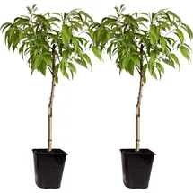 Plant in a Box - Pfirsichbaum - 2 Stk - Prunus Bonanza, Saturne - Höhe 60-70cm - Topf 15cm
