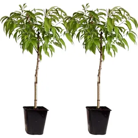 Plant in a Box - Pfirsichbaum - 2 Stk - Prunus Bonanza, Saturne - Höhe 60-70cm - Topf 15cm